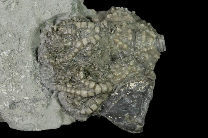 Fossil Crinoid (Platycrinites) and Gastropod (Platyceras) - Indiana #136523